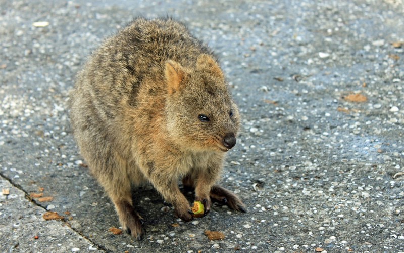 Quokka