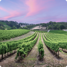 South Australian Vineyard