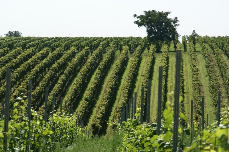 Hunter Valley Wine Vineyard