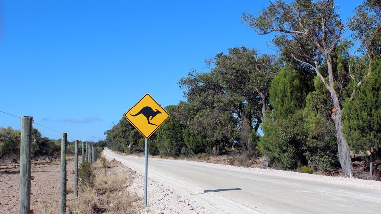 Kangaroos ahead road sign