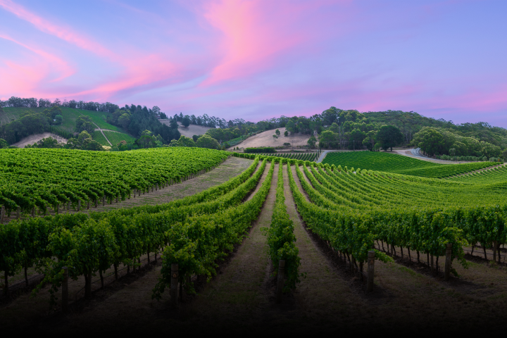 View of green vineyards at sunset.