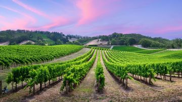 A vineyard at sunset in South Australia.