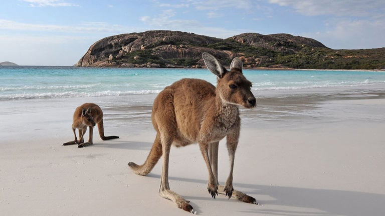 Kangaroos on the South Australian Coast